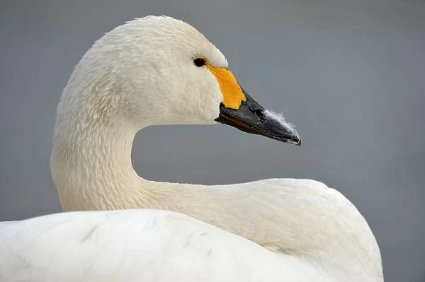Bewicks Swan (Cygnus bewickii) adult, close-up of head and neck, Slimbridge, Gloucestershire, England, February