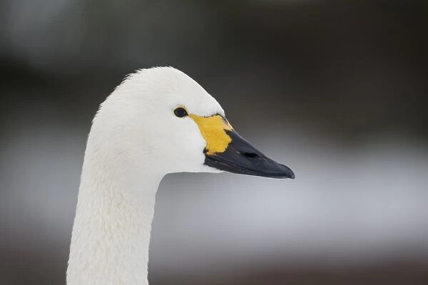Bewicks Swan (Cygnus bewickii) adult, close-up of head, in snow, Slimbridge, Gloucestershire, England, January