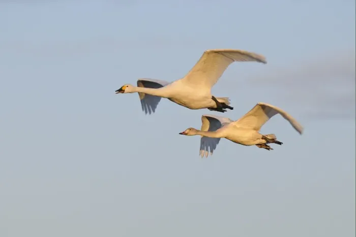 Framed Print : Bewick's Swan (Cygnus bewickii) adult and juvenile, in flight, Slimbridge, Gloucestershire, England, december Framed Print : Bewick's Swan (Cygnus bewickii) adult and juvenile, in flight, Slimbridge, Gloucestershire, England, december