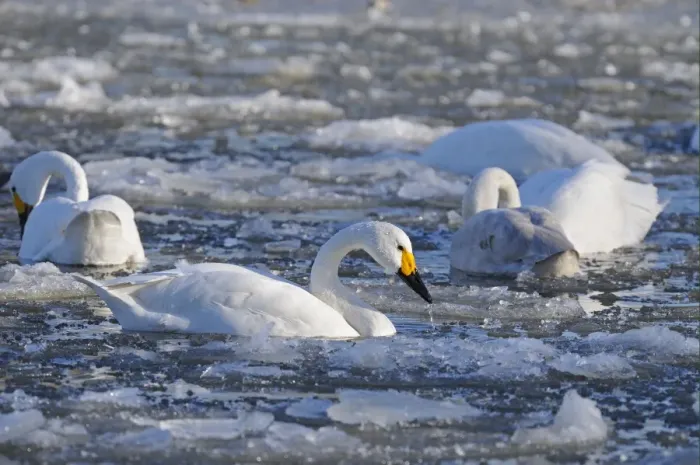 Framed Print : Bewick's Swan (Cygnus bewickii) adults, flock swimming, feeding amongst broken ice, Slimbridge, Gloucestershire, England, december Framed Print : Bewick's Swan (Cygnus bewickii) adults, flock swimming, feeding amongst broken ice, Slimbridge, Gloucestershire, England, december