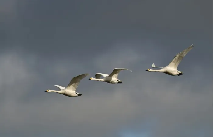 Framed Print : Bewick's Swan (Cygnus bewickii) three adults, in flight against stormy sky, Slimbridge, Gloucestershire, England, february