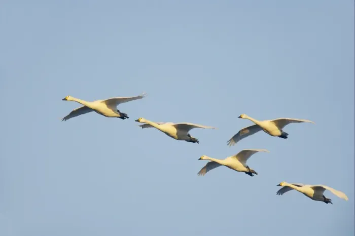 Framed Print : Bewick's Swan (Cygnus bewickii) five adults, in flight, Slimbridge W. W. T. Gloucestershire, England, winter