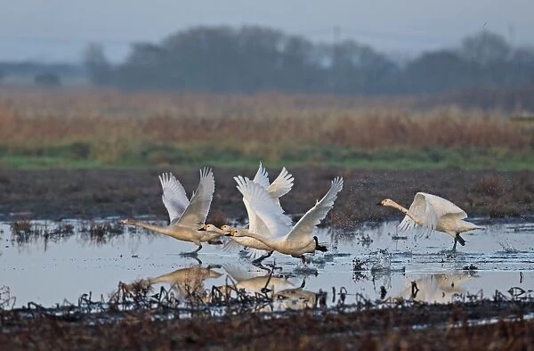 Bewicks Swan (Cygnus bewickii) four adults and one juvenile, taking off from flooded Higher Level Stewardship land