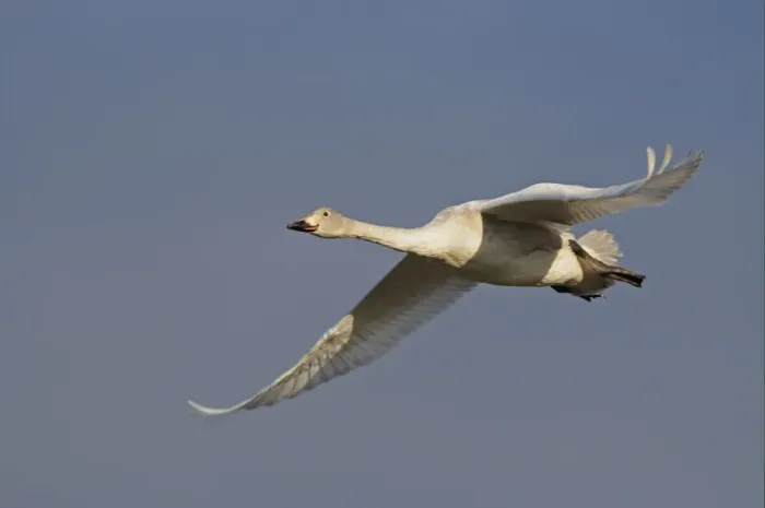 Framed Print : Bewick's Swan (Cygnus bewickii) juvenile, in flight, Slimbridge, Gloucestershire, England, december