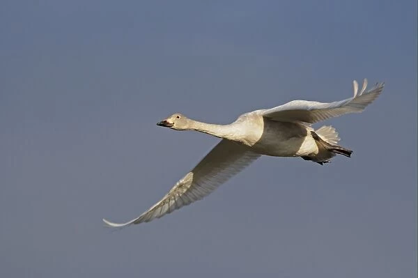 Bewick's Swan (Cygnus bewickii) juvenile, in flight, Slimbridge, Gloucestershire, England, december