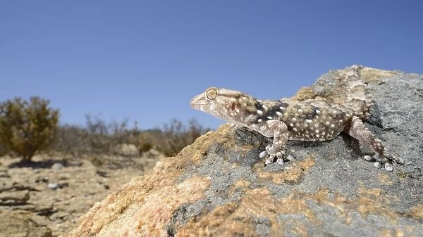 Bibrons Thick-toed Gecko (Chondrodactylus bibronii) adult, resting on rock in desert habitat, Namaqualand
