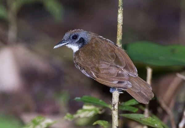 Bicoloured Antbird (Gymnopithys leucaspis bicolor) adult, perched on stem at ant swarm in rainforest, Pipeline Road, Soberiana N. P. Panama