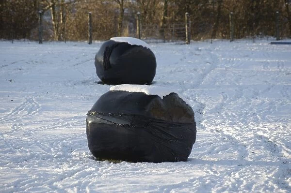 Big bales of silage wrapped in black plastic, in snow covered field, Shap, Cumbria, England, november
