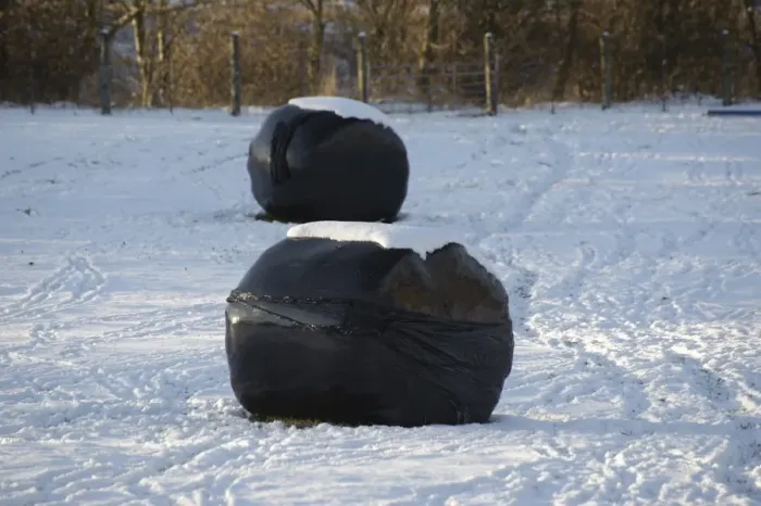 Framed Print : Big bales of silage wrapped in black plastic, in snow covered field, Shap, Cumbria, England, november Framed Print : Big bales of silage wrapped in black plastic, in snow covered field, Shap, Cumbria, England, november