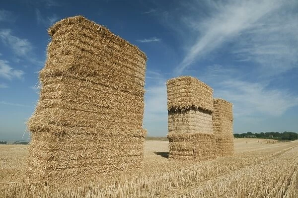 Big bales of straw in stubble field, Isle of Sheppey, Kent, England, august