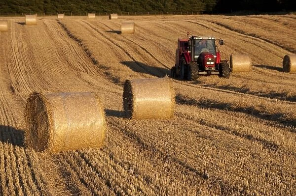 Big round bales of straw in stubble field, with Massey Ferguson tractor and baler, Cumbria, England, september