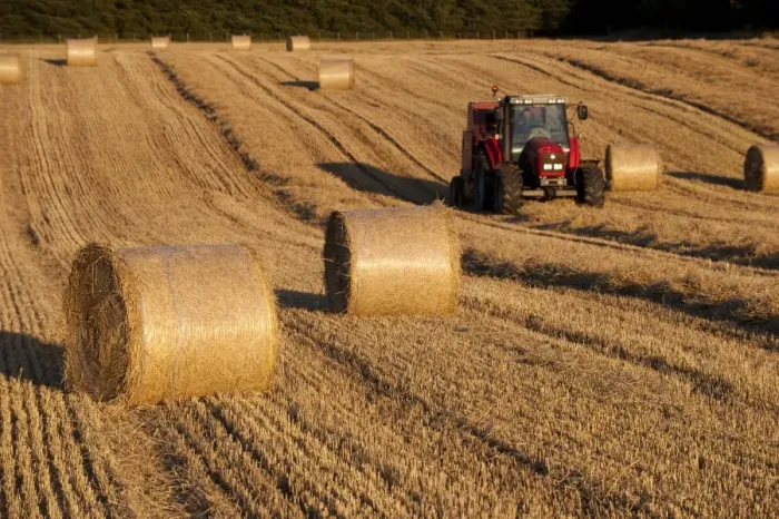 Framed Print : Big round bales of straw in stubble field, with Massey Ferguson tractor and baler, Cumbria, England, september Framed Print : Big round bales of straw in stubble field, with Massey Ferguson tractor and baler, Cumbria, England, september