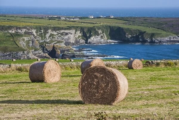 Big round hay bales in coastal meadow, near Holyhead, Holy Island, Anglesey, Wales, August