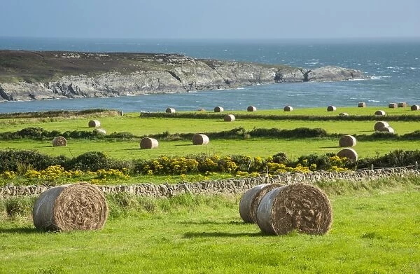 Big round hay bales in coastal meadows, near Holyhead, Holy Island, Anglesey, Wales, August