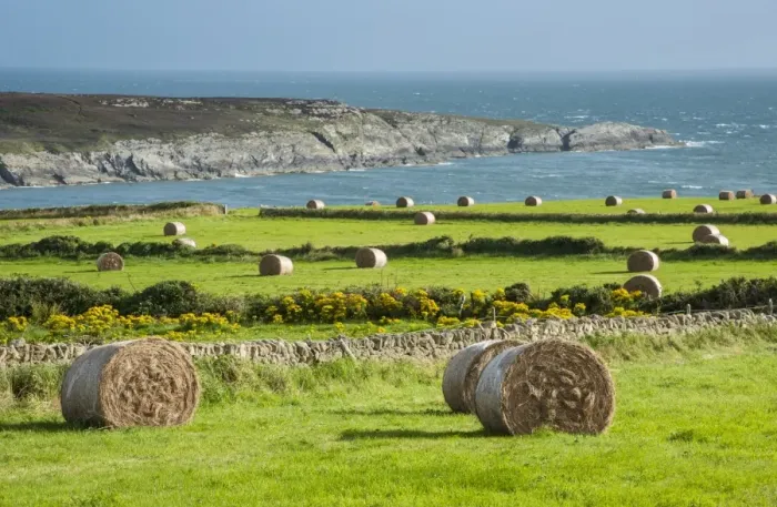 Framed Print : Big round hay bales in coastal meadows, near Holyhead, Holy Island, Anglesey, Wales, August Framed Print : Big round hay bales in coastal meadows, near Holyhead, Holy Island, Anglesey, Wales, August