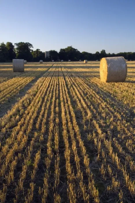 Framed Print : Big round straw bales in stubble field, in evening sunlight, Freston, Suffolk, England, august Framed Print : Big round straw bales in stubble field, in evening sunlight, Freston, Suffolk, England, august