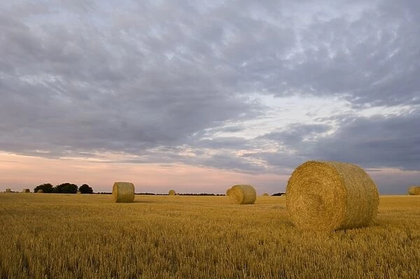 Big round straw bales in stubble field at sunset, North Norfolk, England, summer