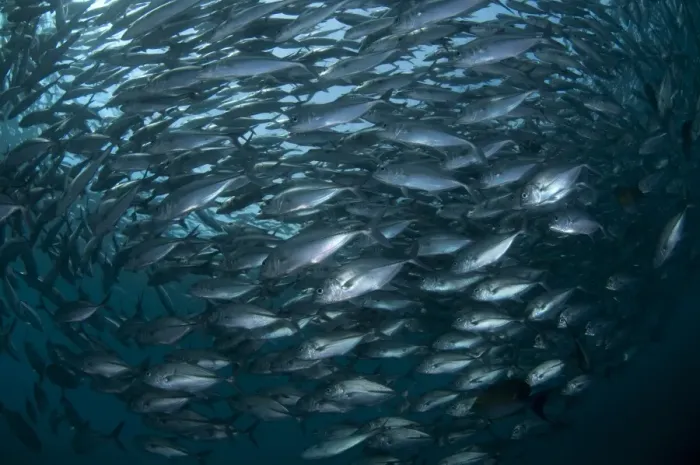 Framed Print : Bigeye Trevally (Caranx sexfasciatus) school, Liberty Wreck, Tulamben, Bali, Lesser Sunda Islands, Indonesia Framed Print : Bigeye Trevally (Caranx sexfasciatus) school, Liberty Wreck, Tulamben, Bali, Lesser Sunda Islands, Indonesia