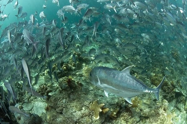 Bigeye Trevally (Caranx sexfasciatus) shoal, with Giant Trevally (Caranx ignobilis), swimming over reef