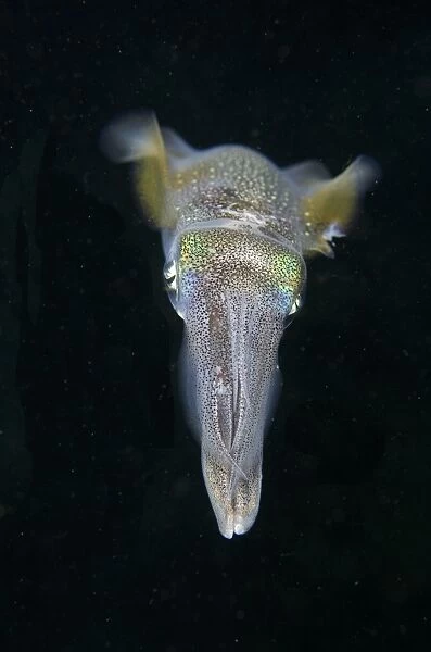 Bigfin Reef Squid (Sepioteuthis lessoniana) adult, swimming at night, Lembeh Straits, Sulawesi, Sunda Islands
