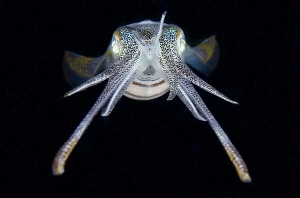 Bigfin Reef Squid (Sepioteuthis lessoniana) adult, at night, Lembeh Straits, Sulawesi, Greater Sunda Islands