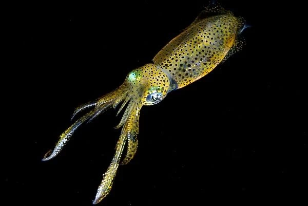 Bigfin Reef Squid (Sepioteuthis lessoniana) adult, swimming, Lembeh Island, Sulawesi, Indonesia