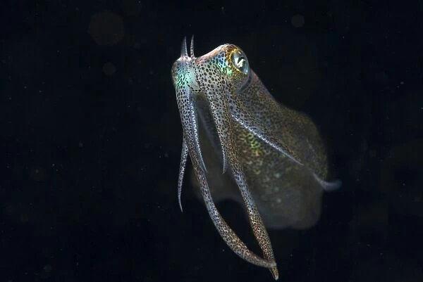 Bigfin Reef Squid (Sepioteuthis lessoniana) adult, at night, Lembeh Straits, Sulawesi, Sunda Islands, Indonesia, July