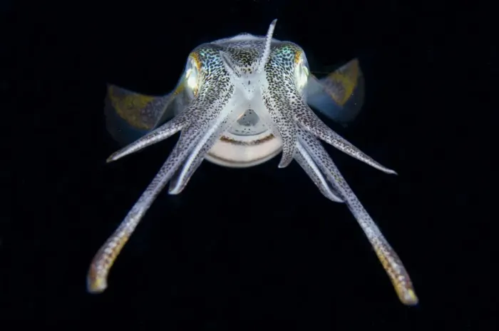 Framed Print : Bigfin Reef Squid (Sepioteuthis lessoniana) adult, at night, Lembeh Straits, Sulawesi, Greater Sunda Islands Framed Print : Bigfin Reef Squid (Sepioteuthis lessoniana) adult, at night, Lembeh Straits, Sulawesi, Greater Sunda Islands