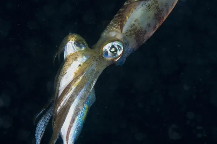 Framed Print : Bigfin Reef Squid (Sepioteuthis lessoniana) adult, with fish prey in tentacles at night, Gam Island, Raja Ampat, West Papua, New Guinea, Indonesia Framed Print : Bigfin Reef Squid (Sepioteuthis lessoniana) adult, with fish prey in tentacles at night, Gam Island, Raja Ampat, West Papua, New Guinea, Indonesia