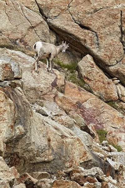 Bighorn Sheep (Ovis canadensis) adult female, standing on rocky slope, Jasper N. P. Rocky Mountains, Alberta, Canada, september