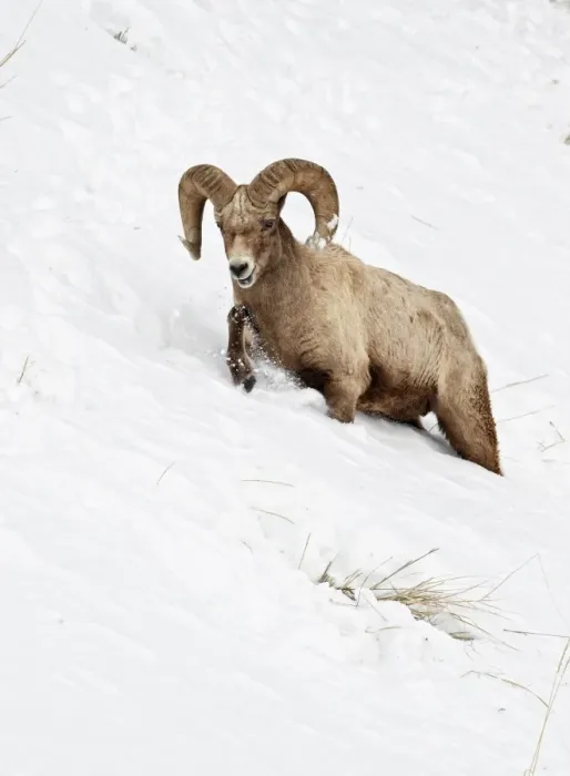 Framed Print : Bighorn Sheep (Ovis canadensis) adult male, walking on slope, struggling in deep snow, Yellowstone N. P. Wyoming, U. S. A