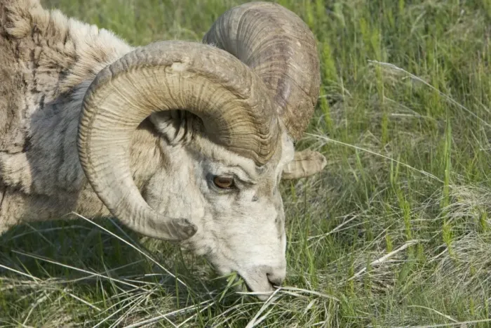 Framed Print : Bighorn Sheep (Ovis canadensis) adult male, grazing, close-up of head, Rocky Mountains, Alberta, Canada, june Framed Print : Bighorn Sheep (Ovis canadensis) adult male, grazing, close-up of head, Rocky Mountains, Alberta, Canada, june