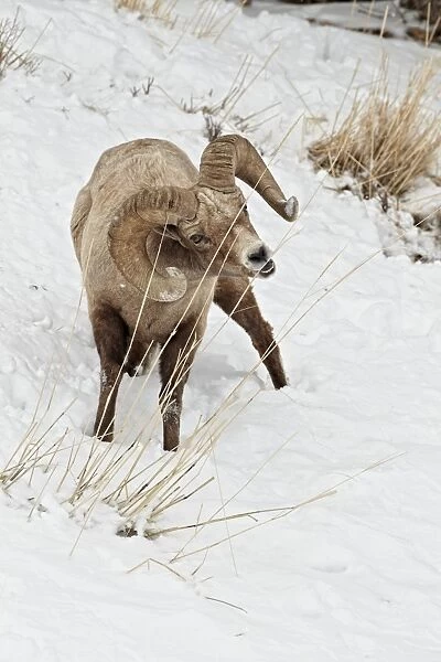 Bighorn Sheep (Ovis canadensis) adult male, feeding in snow, Yellowstone N. P. Wyoming, U. S. A. february