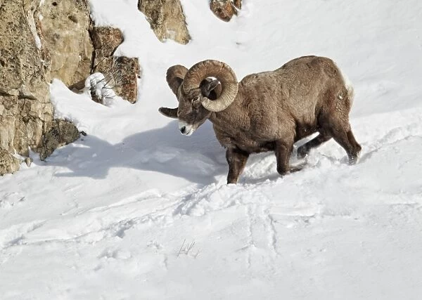 Bighorn Sheep (Ovis canadensis) adult male, descending snow covered hillside, Yellowstone N. P. Wyoming, U. S. A. february