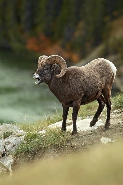 Bighorn Sheep (Ovis canadensis) adult male, with mouth open, standing on slope, Jasper N. P. Rocky Mountains, Alberta, Canada, september