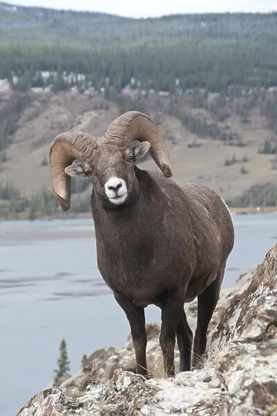 Bighorn Sheep (Ovis canadensis) adult male, standing on snow covered slope, Jasper N. P. Alberta, Canada, october
