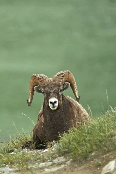 Bighorn Sheep (Ovis canadensis) adult male, resting on slope, Jasper N. P. Rocky Mountains, Alberta, Canada, september