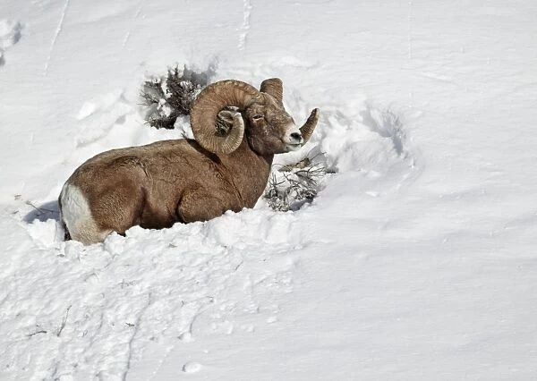 Bighorn Sheep (Ovis canadensis) adult male, laying in deep snow, Yellowstone N. P. Wyoming, U. S. A. february