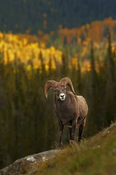 Bighorn Sheep (Ovis canadensis) adult male, standing on slope, Jasper N. P. Rocky Mountains, Alberta, Canada, september