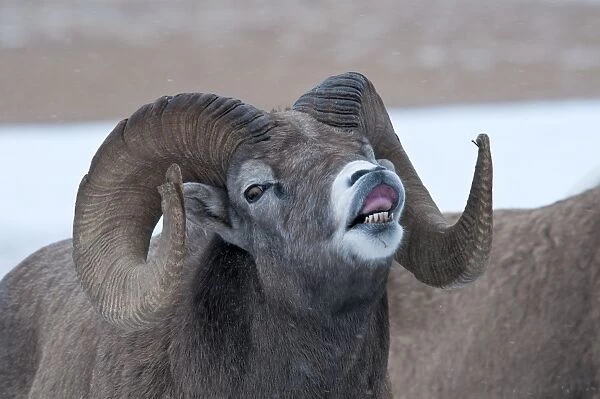 Bighorn Sheep (Ovis canadensis) adult male, close-up of head, in flehmen response, Jasper N. P. Alberta, Canada, october
