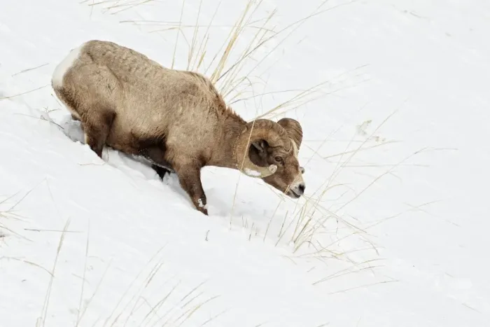 Framed Print : Bighorn Sheep (Ovis canadensis) adult male, feeding in deep snow, Yellowstone N. P. Wyoming, U. S. A. february Framed Print : Bighorn Sheep (Ovis canadensis) adult male, feeding in deep snow, Yellowstone N. P. Wyoming, U. S. A. february