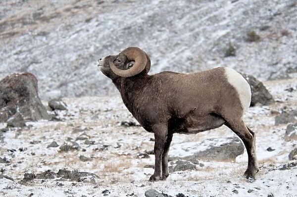 Bighorn Sheep (Ovis canadensis) adult male, in flehmen response, standing in snow, Jasper N. P. Alberta, Canada, october