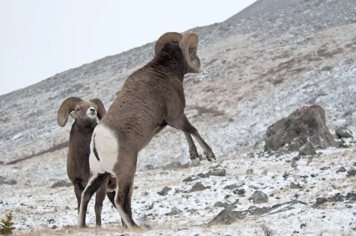 Framed Print : Bighorn Sheep (Ovis canadensis) two adult males, fighting in snow, Jasper N. P. Alberta, Canada, october Framed Print : Bighorn Sheep (Ovis canadensis) two adult males, fighting in snow, Jasper N. P. Alberta, Canada, october