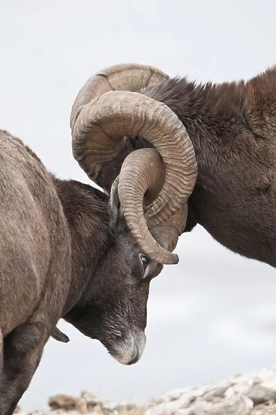 Bighorn Sheep (Ovis canadensis) two adult males, fighting, close-up of heads with locked horns, Jasper N. P. Alberta, Canada, october