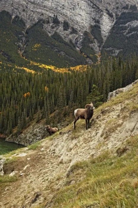 Framed Print : Bighorn Sheep (Ovis canadensis) two adult males, standing on slope in mountain habitat, Jasper N. P. Rocky Mountains, Alberta, Canada, september