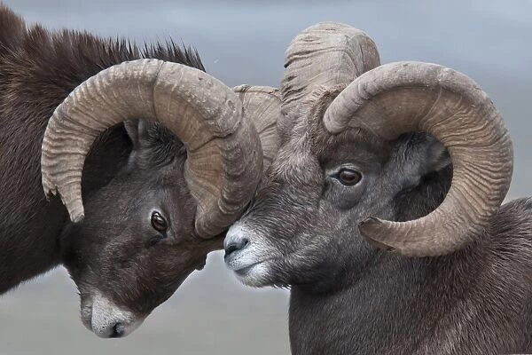 Bighorn Sheep (Ovis canadensis) two adult males, butting horns, close-up of heads, Jasper N. P. Alberta, Canada, october