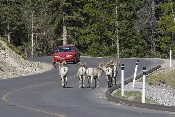 Bighorn Sheep (Ovis canadensis) five adult males, walking on road with approaching car, Rocky Mountains, Alberta, Canada, june