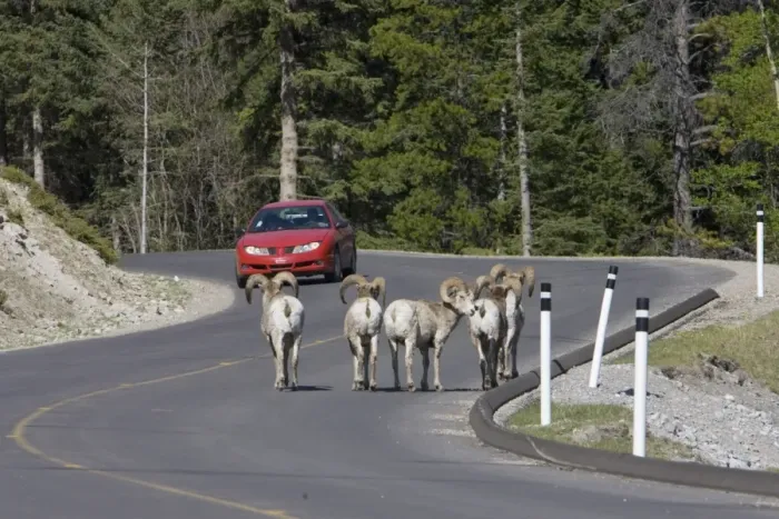 Framed Print : Bighorn Sheep (Ovis canadensis) five adult males, walking on road with approaching car, Rocky Mountains, Alberta, Canada, june Framed Print : Bighorn Sheep (Ovis canadensis) five adult males, walking on road with approaching car, Rocky Mountains, Alberta, Canada, june