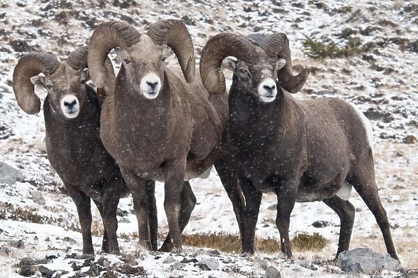 Bighorn Sheep (Ovis canadensis) three adult males, standing in snow during snowfall, Jasper N. P. Alberta, Canada, october