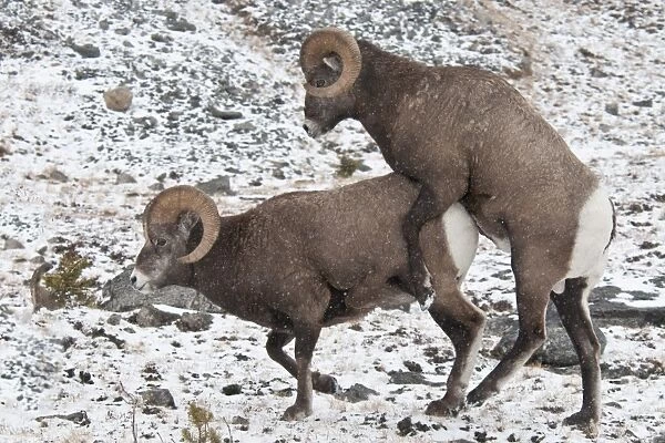 Bighorn Sheep (Ovis canadensis) two adult males, mounting behaviour in snow, Jasper N. P. Alberta, Canada, october